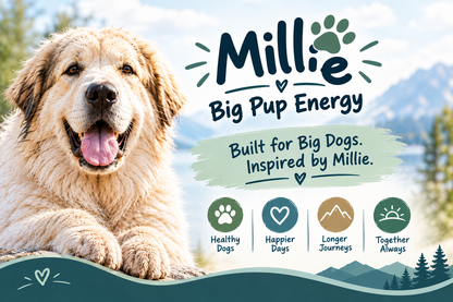 Big Dog Calm & Confidence System