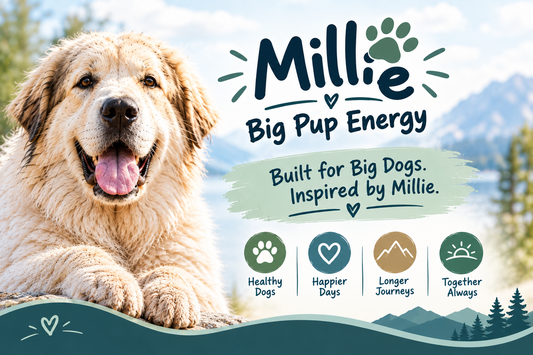 Big Dog Calm & Confidence System